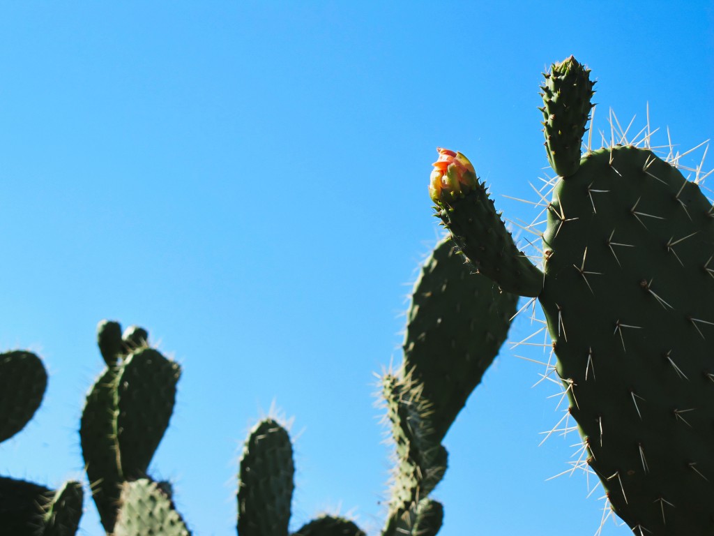 prickly pear