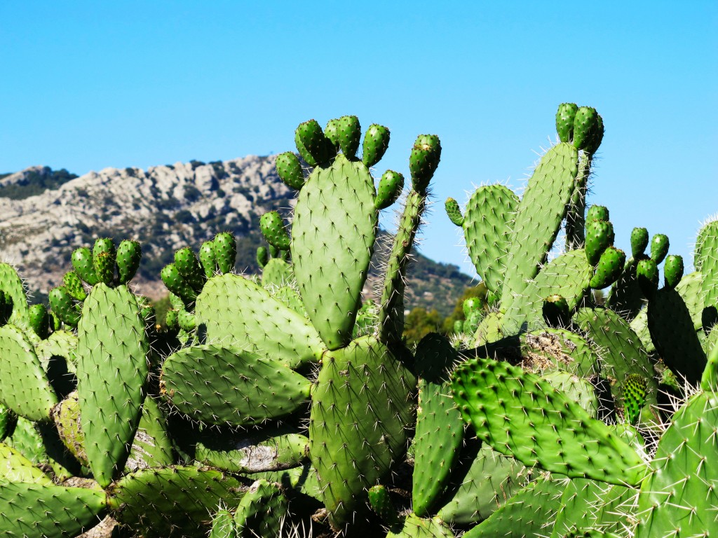 paddle cactus in Andalusia