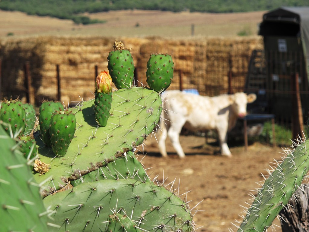 prickly pears