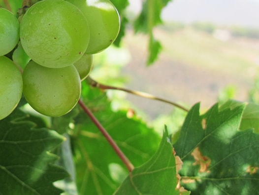 Muscat grapes