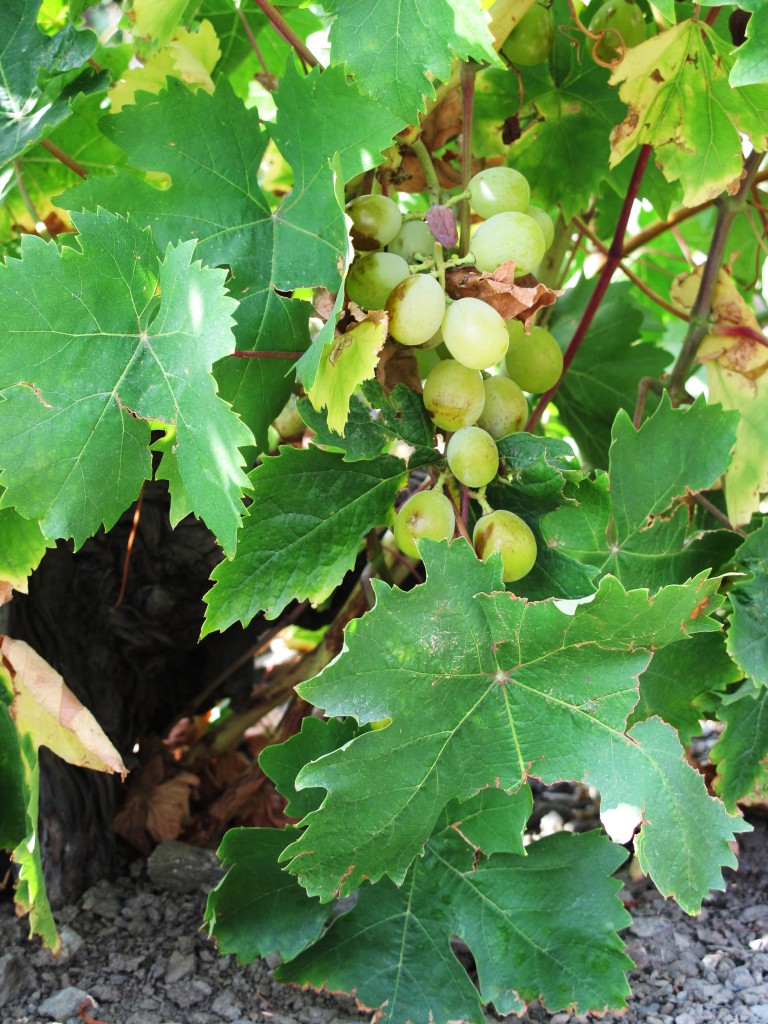 Muscat grapes in Almachar