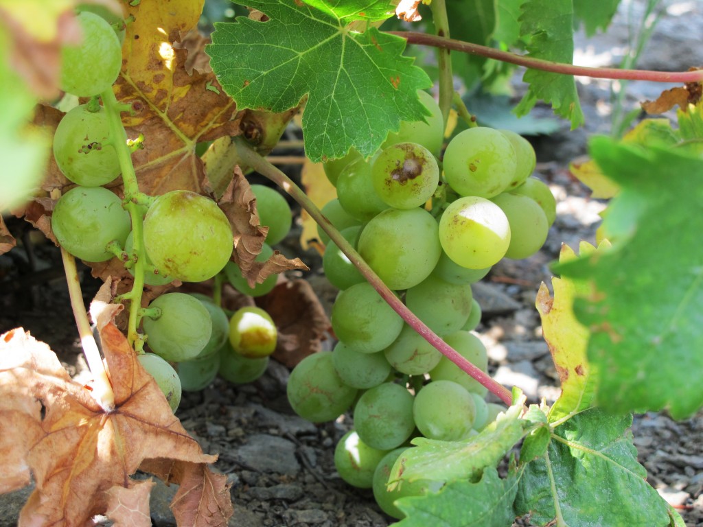 Muscat grapes