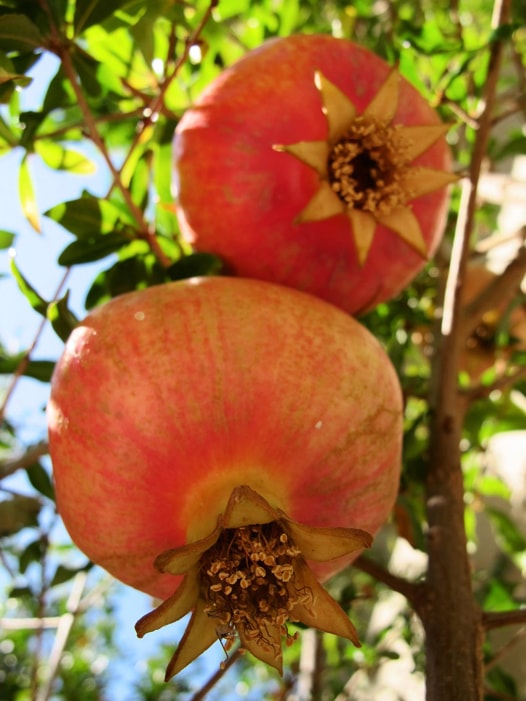 granatapfel frucht