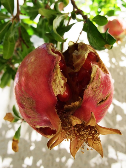 pomegranate tree in malaga