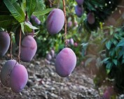mango tree in malaga