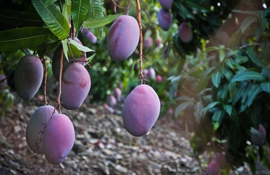 mango tree in malaga