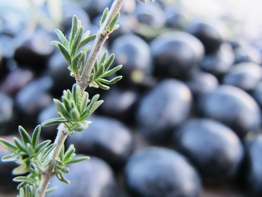 mediterranean pickled olives