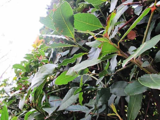 Laurel Baum in Malaga