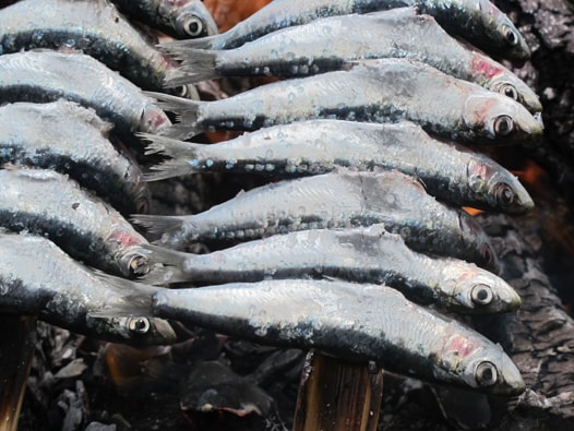 grilled sardines spanish style