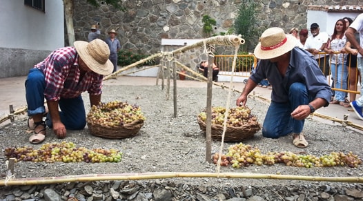 grape harvest el borge