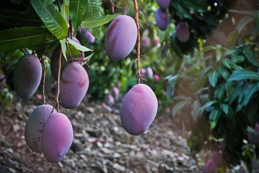 malaga mangos organic