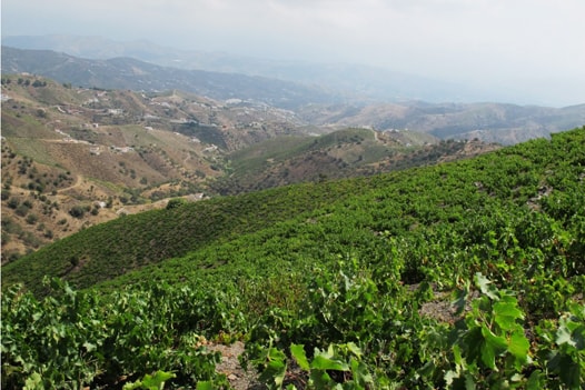 vineyard axarquia