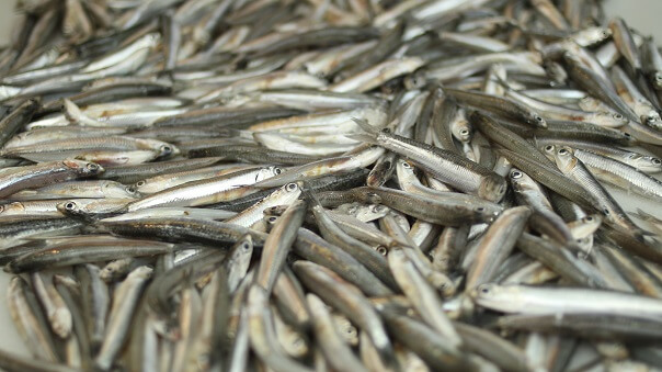 anchovis boquerones malaga market