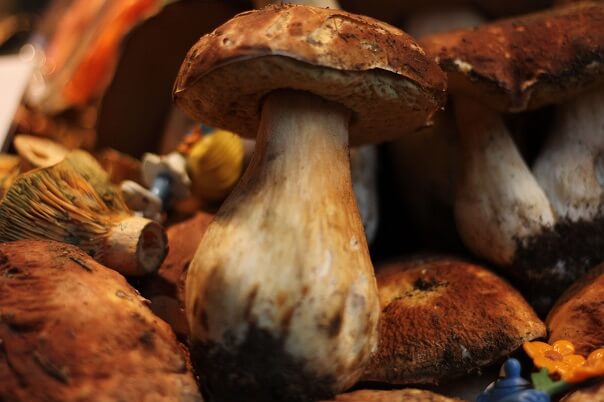 malaga boletus