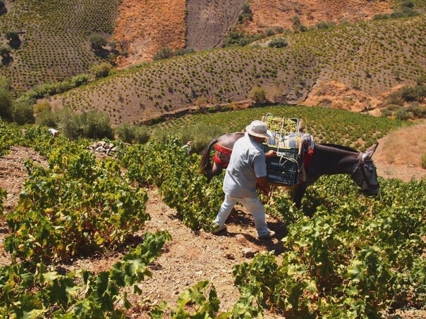 malaga-axarquia-muscat-grape-harvest artisanal wine