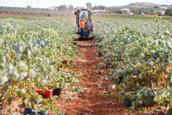 moscatel grapes malaga north