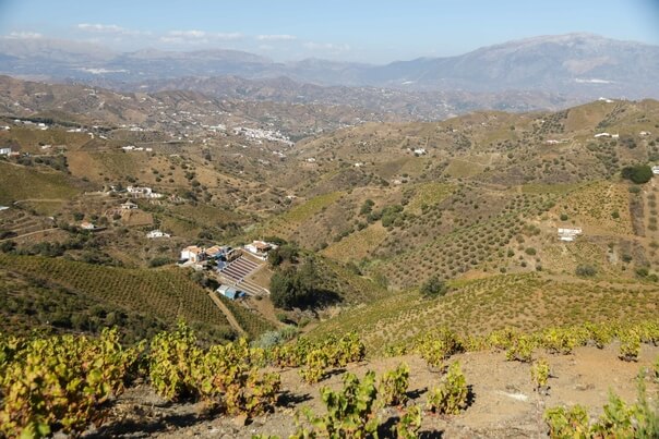muscat grapes in malaga axarquia