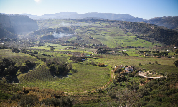 wineries in ronda malaga