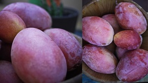 mango malaga mango in malaga