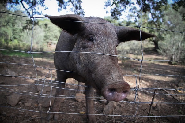 acorn fed iberian pork