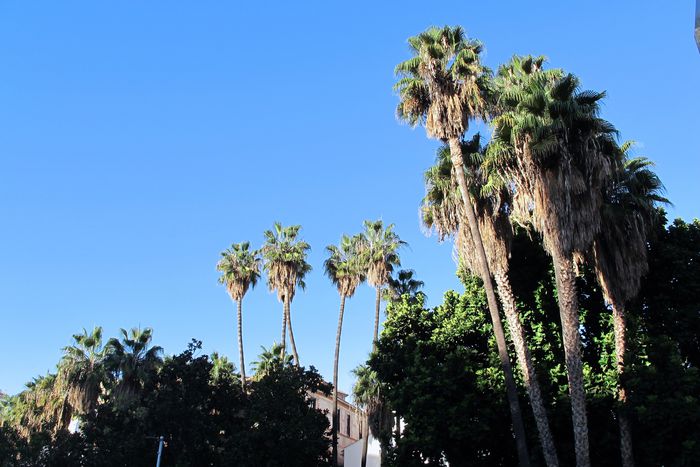 palm trees malaga