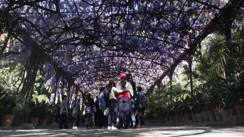 Glicinias en flor, La Concepción