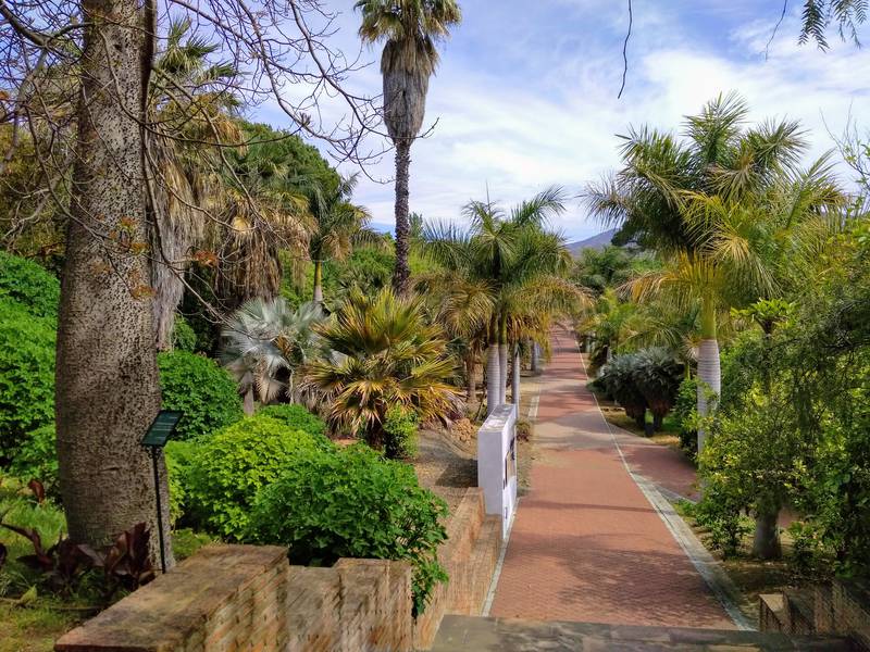 Palm Trees, La Concepcion