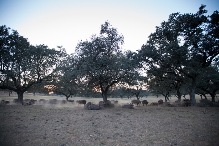 group of iberian pigs