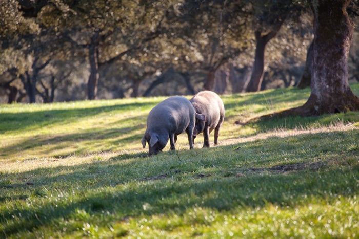 iberian pig dehesa habitat