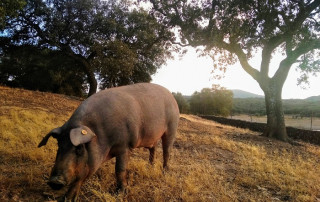 iberian pig in dehesa