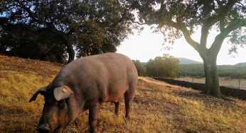 A Paradise for Iberian Pork Lovers – Monesterio in Extremadura