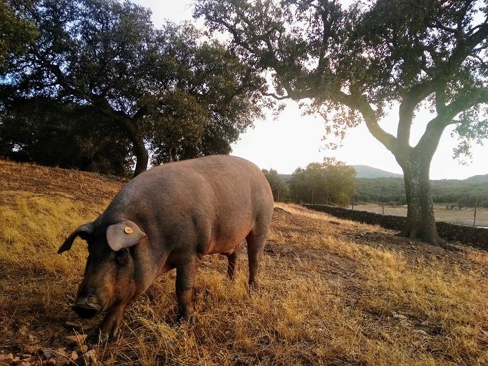 iberian pig in dehesa