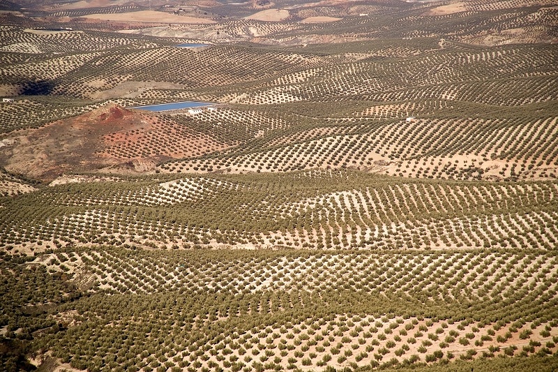 olive oil trees in jaen, andalusia