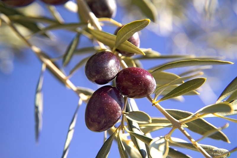 picual olive
